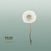 Dried Bleached Dandelion Regular Sunset