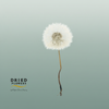 Dried Bleached Dandelion Regular Vintage