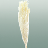 Pres Ruscus Gigante Bleached