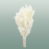 Pres Ruscus Bleached