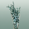 Pres Eucalyptus Baby Blue Metal Green