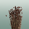 Dried Phalaris Brown