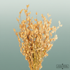 Dried Silene Natural