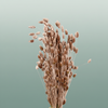 Dried Phalaris Champagne