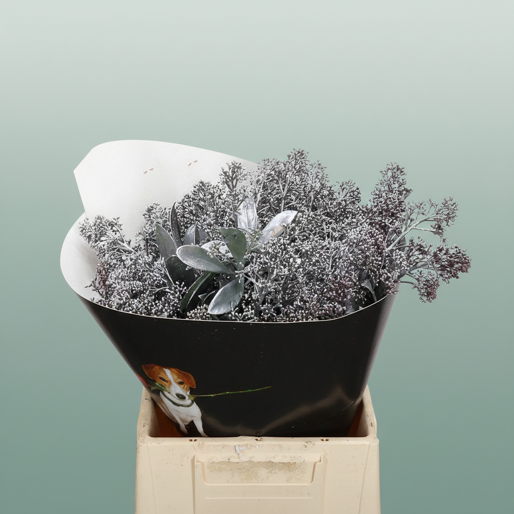 Wax Skimmia