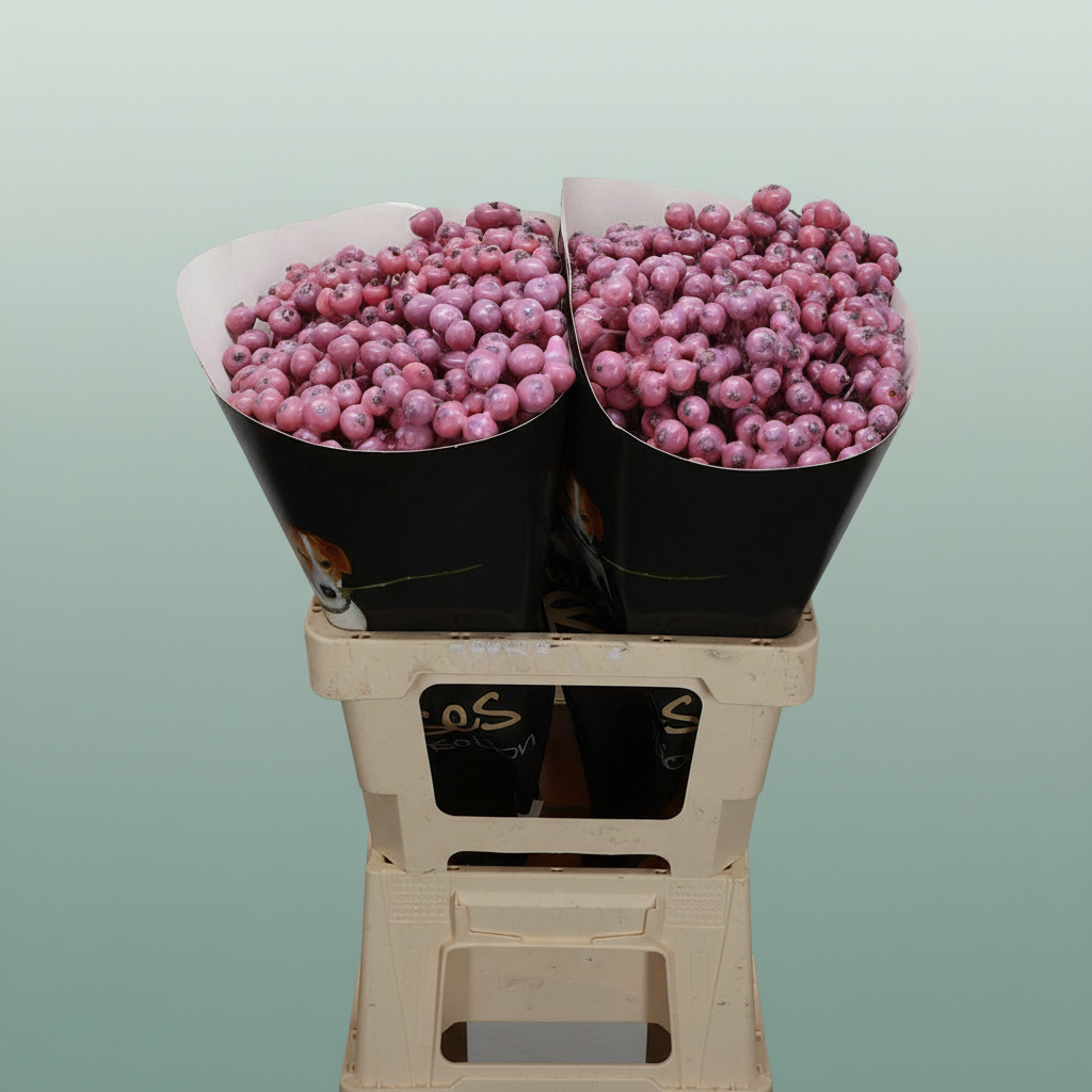 Wax Rosa Bottle