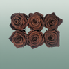 Rose Preserved Classic BRosewn