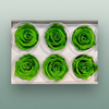 Rose Preserved Classic Green Lime