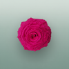 Rose Preserved Xl Fuchsia