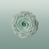 Rose Preserved Xl Green Mint