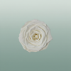 Rose Preserved Xl Ivory