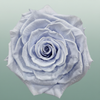 Rose Preserved Xl Lavender