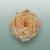 Rose Preserved Xl Peach