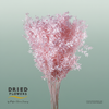 Dried Bleached Ruscus Light Pink