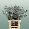 Dried Ruscus Aculeatus Silver