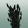 Dried Lagurus Black