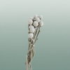 Dried Brunia Silver