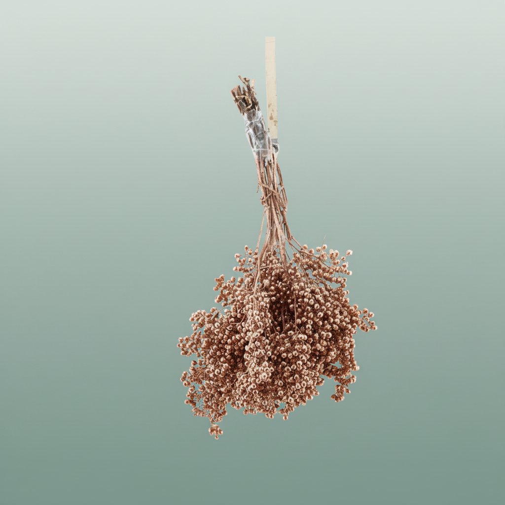 Schinus M Pt Copper