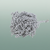 Schinus M Pt Silver
