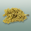 Schinus M Pt Yellow