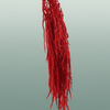Pres Amaranthus Caud Red