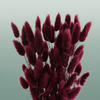 Dried Lagurus Bordeaux