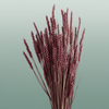 Dried Triticum Bordeaux