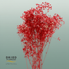 Dried Bleached Gypso Xlence Red