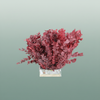 Pres Eucalyptus Stuartiana Red P