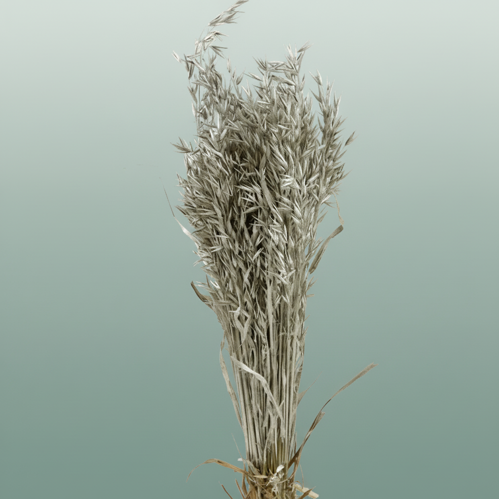 Dried Avena Platina