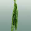 Pres Amaranthus Caud L Green
