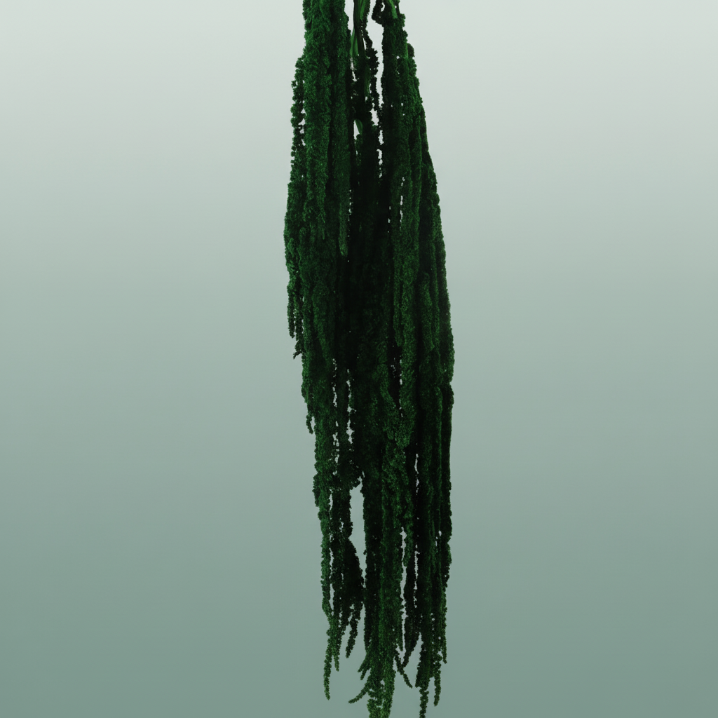 Pres Amaranthus Caud D Green