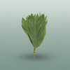 Cocos Palm