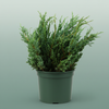Conifeer Zak Juniperus Meyeri