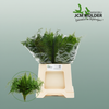 Aspidistra Mix