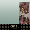 Orchid Vanda Su Choc Brown