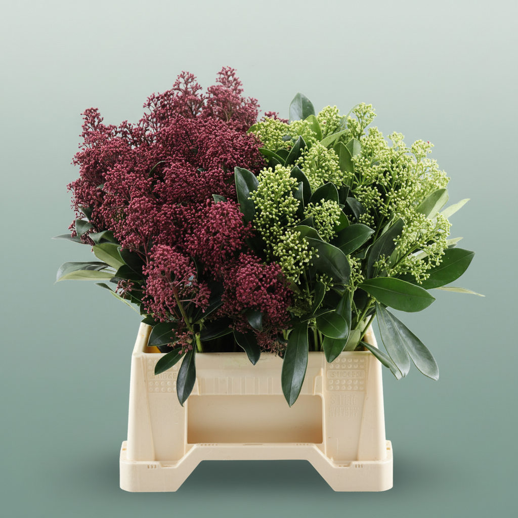 Skimmia Mixed