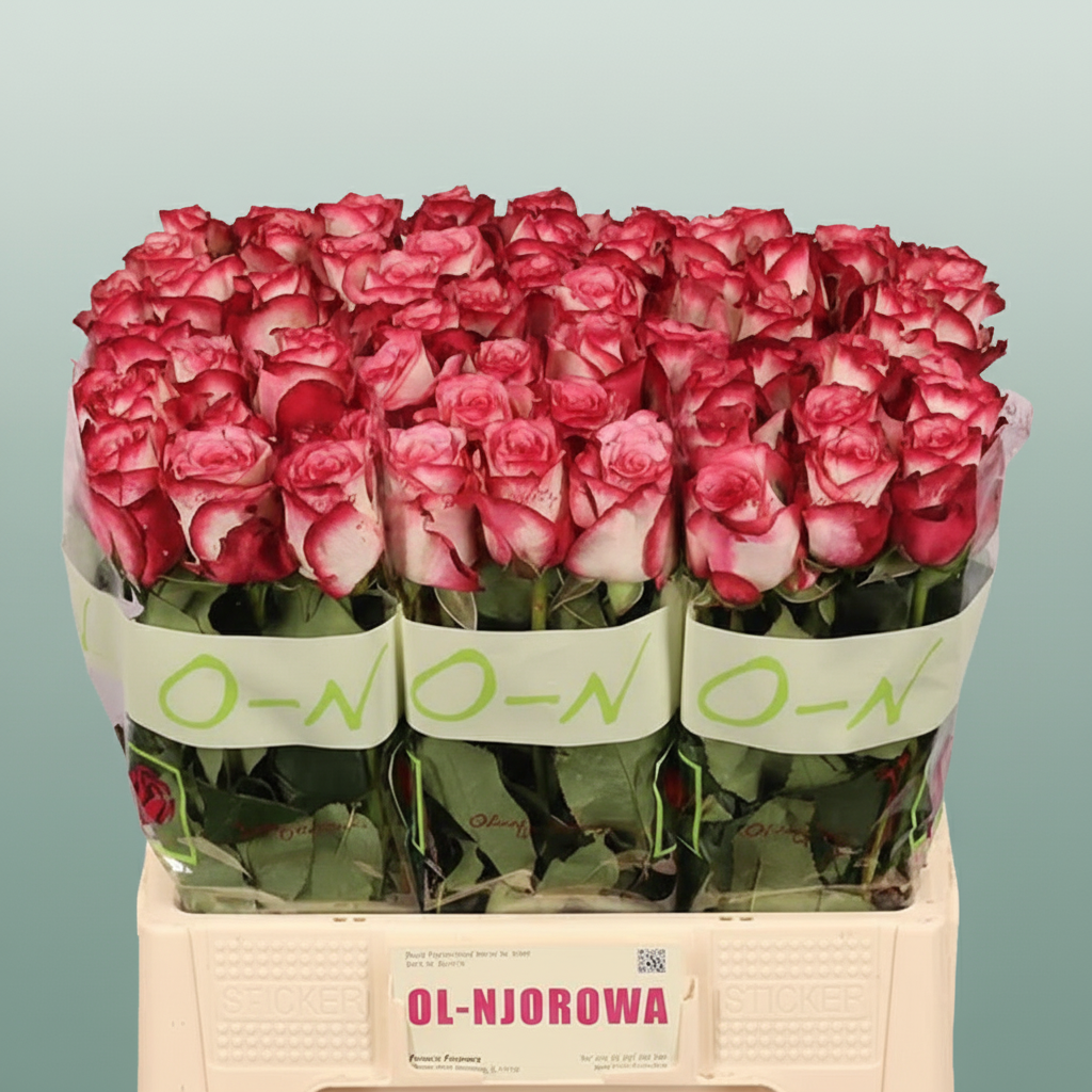 Rose Paloma