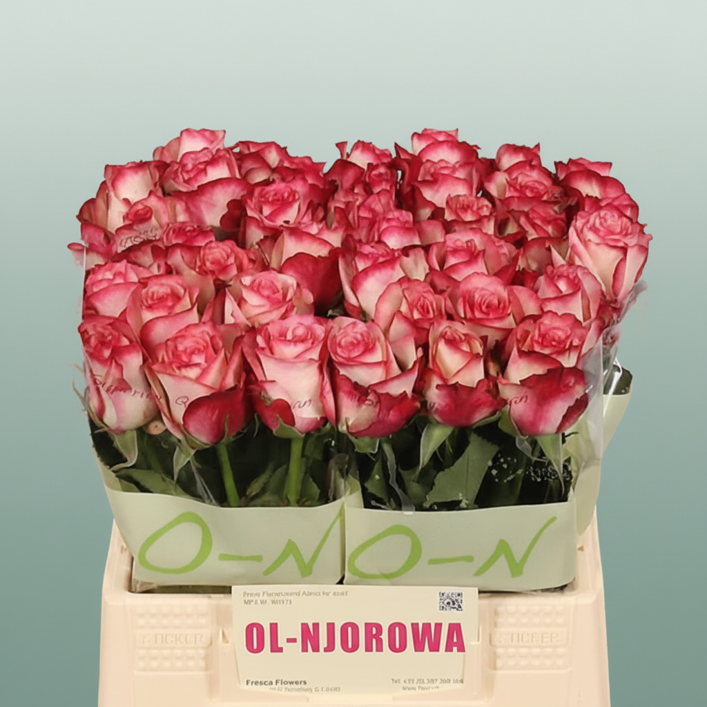 Rose Paloma