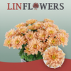 Chrysanthemum Spray Baltica Salmon