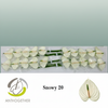 Anthurium Snowy