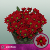 Chrysanthemum Spray Red