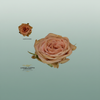 Rose Garden Garden Cappuccino