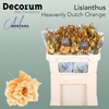 Eustoma Heavenly Dyed Dutch Orange