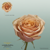 Rose Garden Garden Golden Mustard