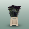 Carnation Standard Florigene Moonlite