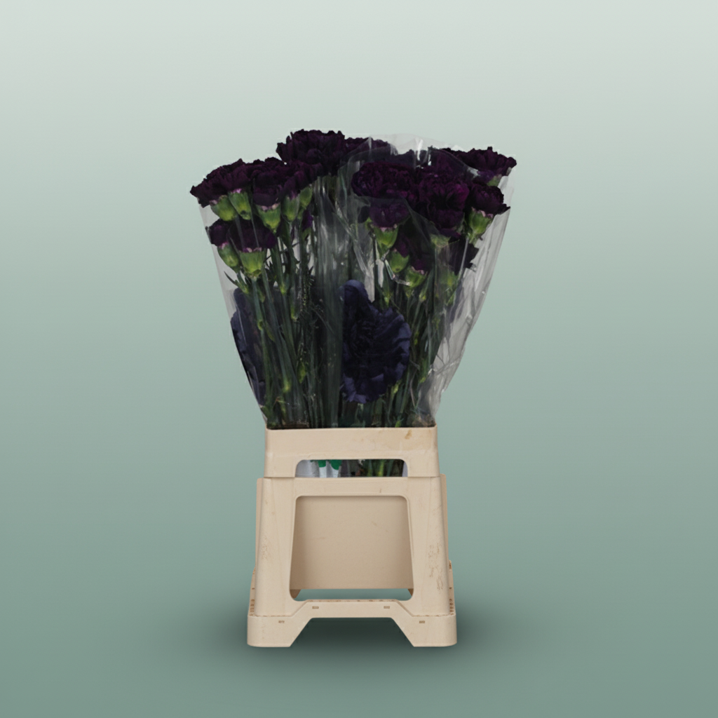 Carnation Spray Solomio Imre