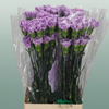 Carnation Standard Florigine Moonaqua