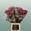 Carnation Standard Bernard