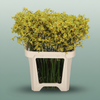 Anigoz Bush Down
